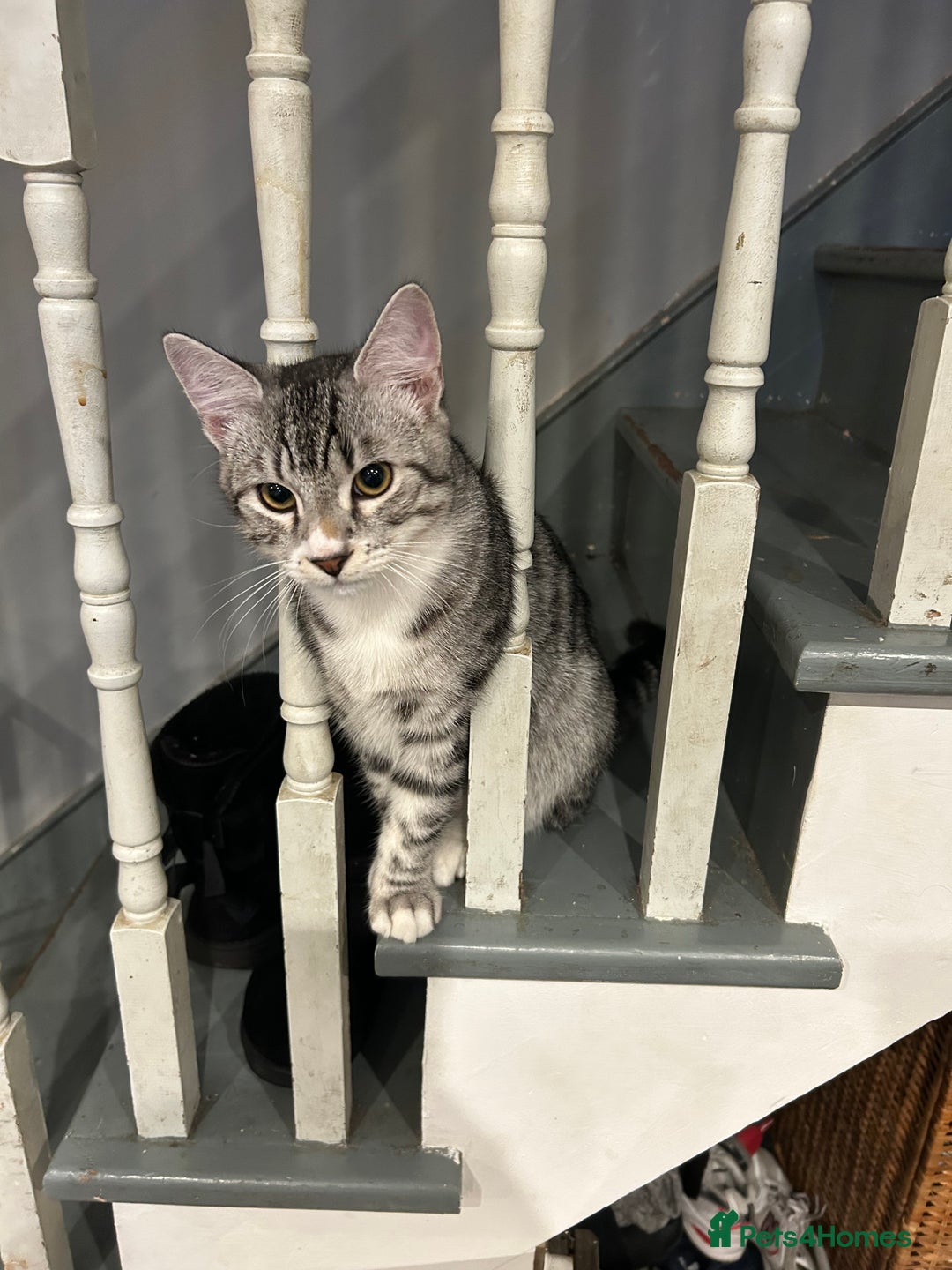 Bengal cats for sale: 5 month old male bengal - Advert 3