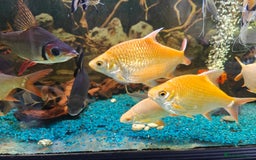 Barbs fish for sale: Large tin foil barbs x4 - Image 3