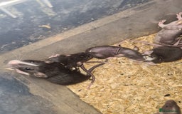 Rat rodents for sale: Dumbo and rex - Image 2