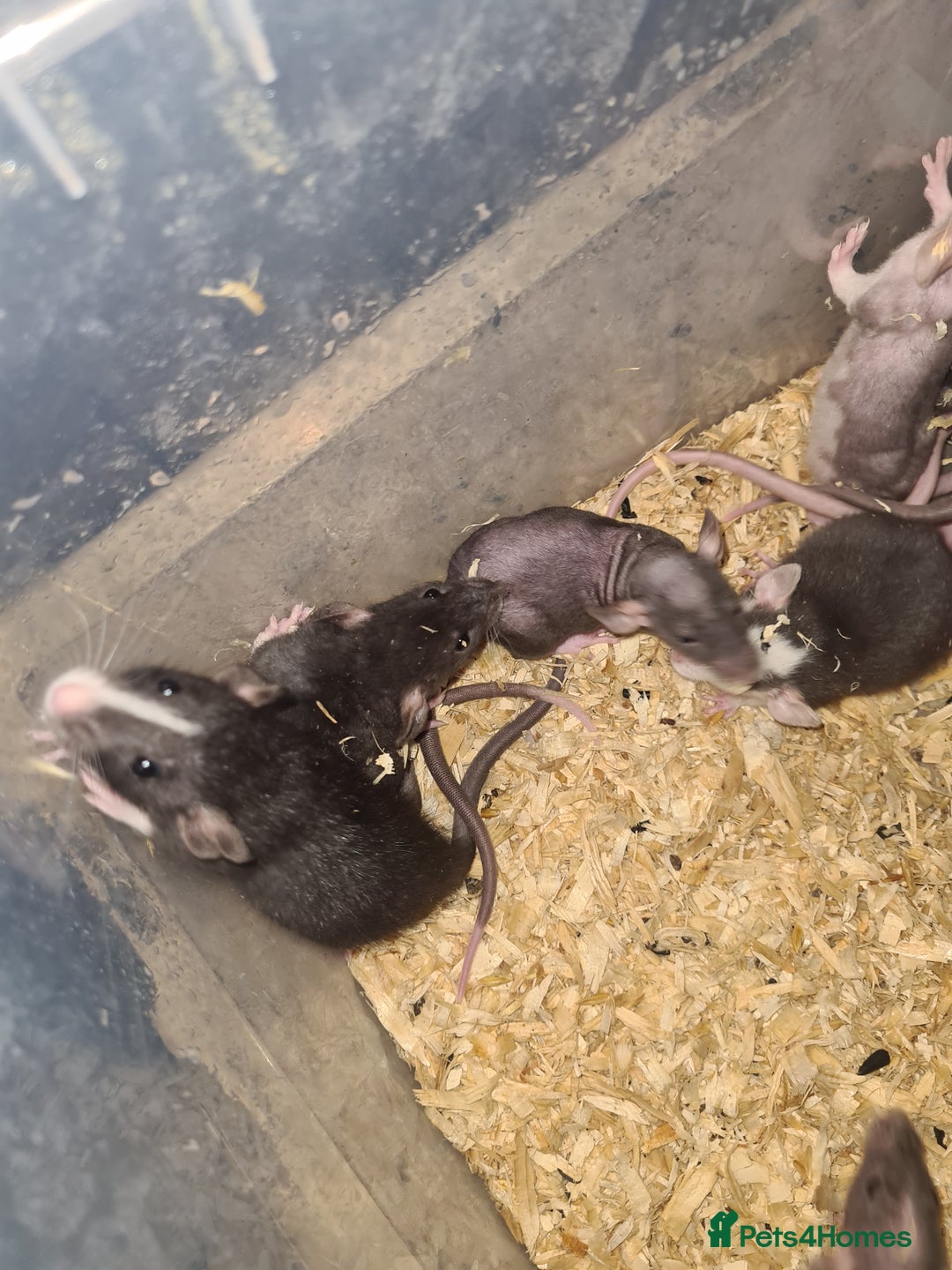 Rat rodents for sale: Dumbo and rex - Image 2
