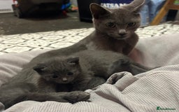 Russian Blue cats for sale: Two beautiful girl Russian blues 🫶 - Image 22