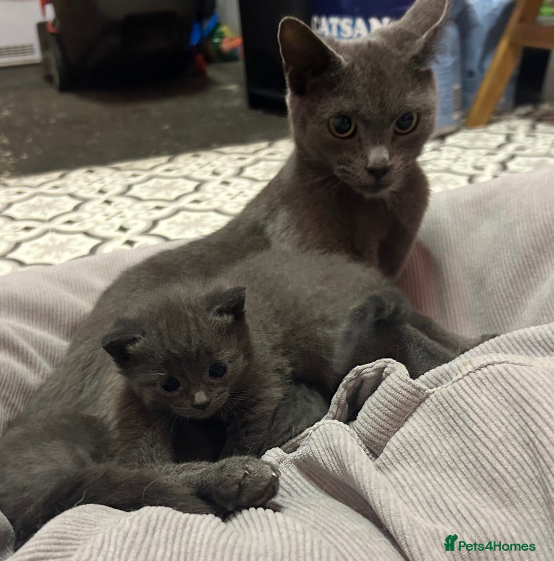 Russian Blue cats for sale: Two beautiful girl Russian blues 🫶 - Image 22