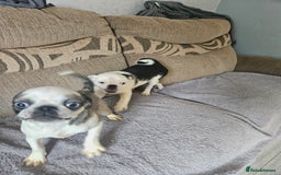 Mixed Breed dogs for sale: Shitzu cross pug - Image 6