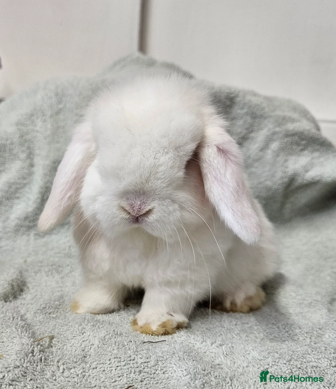 Mini Lop rabbits for sale: Mini lop baby boy rabbits  - Advert 3