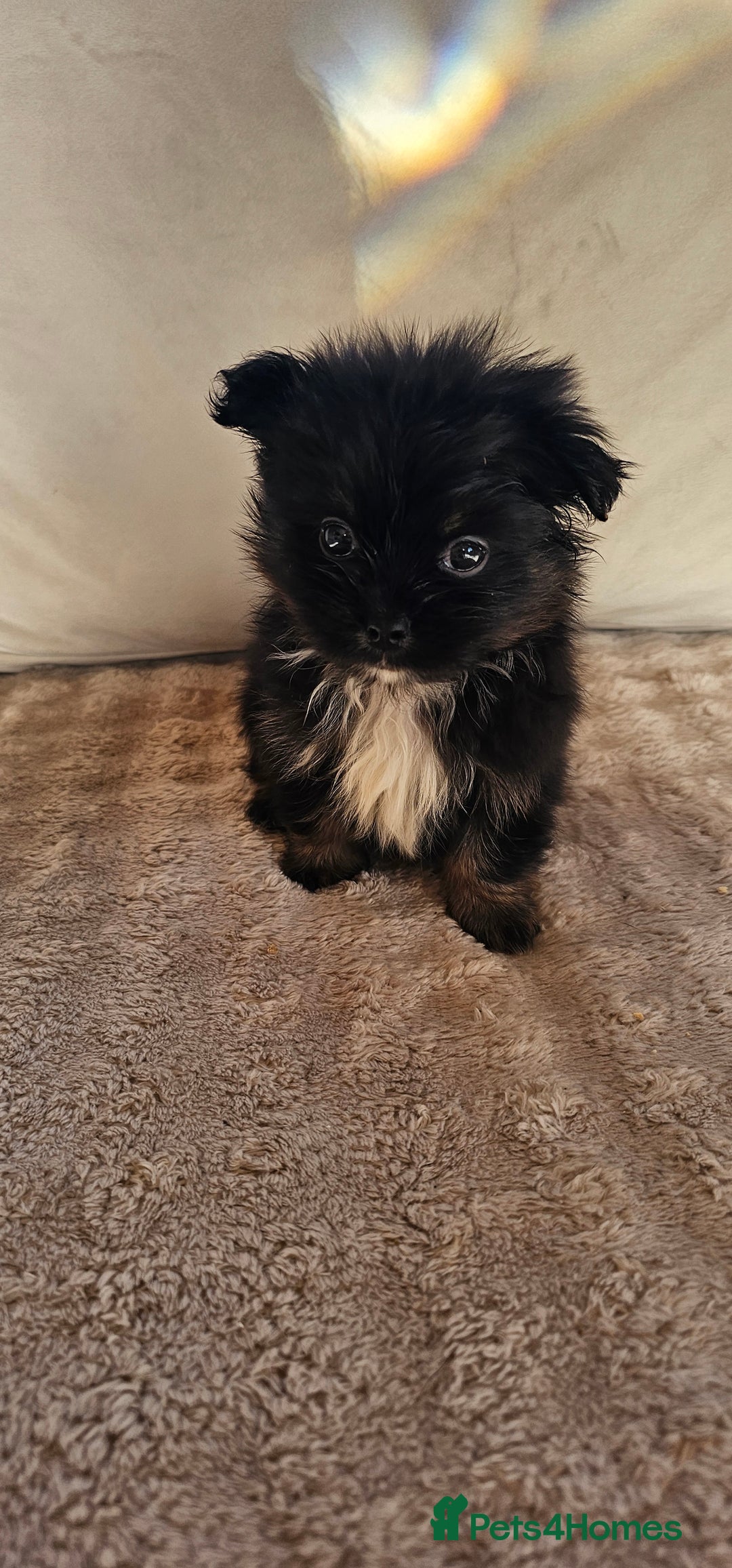 Pomeranian dogs for sale: Pomeranian puppies - Image 6