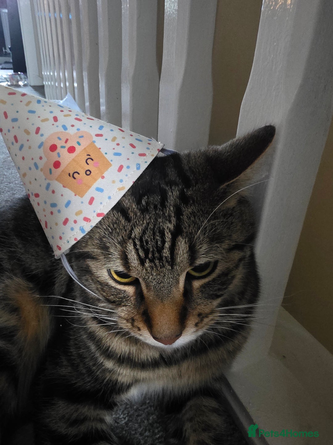 Mixed Breed cats for sale: 1 year old male cat - Image 4