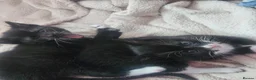 Mixed Breed cats for sale: Beautiful Kittens  in Renfrew - Advert 18