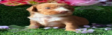 Cockapoo 6