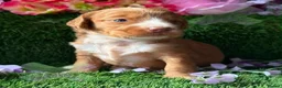 Cockapoo dogs for sale: F1 mini Cockapoo’s 🩵💖 30 dna clear  - Advert 13