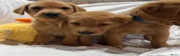Labrador Retriever dogs for sale: Fox red Labradors pups - Advert 17