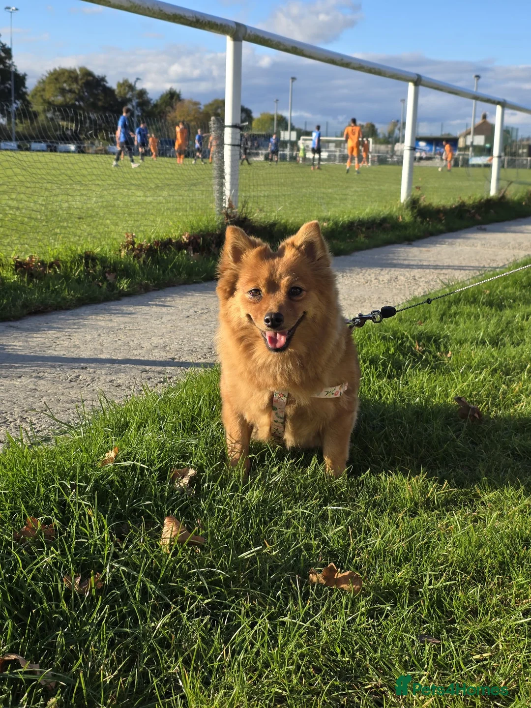 Pomeranian dogs for sale: Pomeranian Fox face - Advert 2