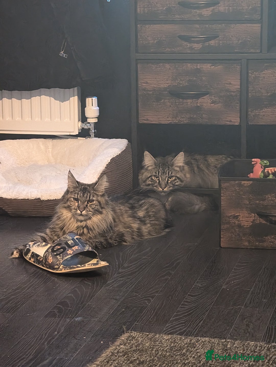 Maine Coon cats for sale: Full Maine coon kittens - Advert 8