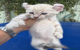 Keetso cats for sale: Gob smacking curled eared polydactyl male  - Image 8