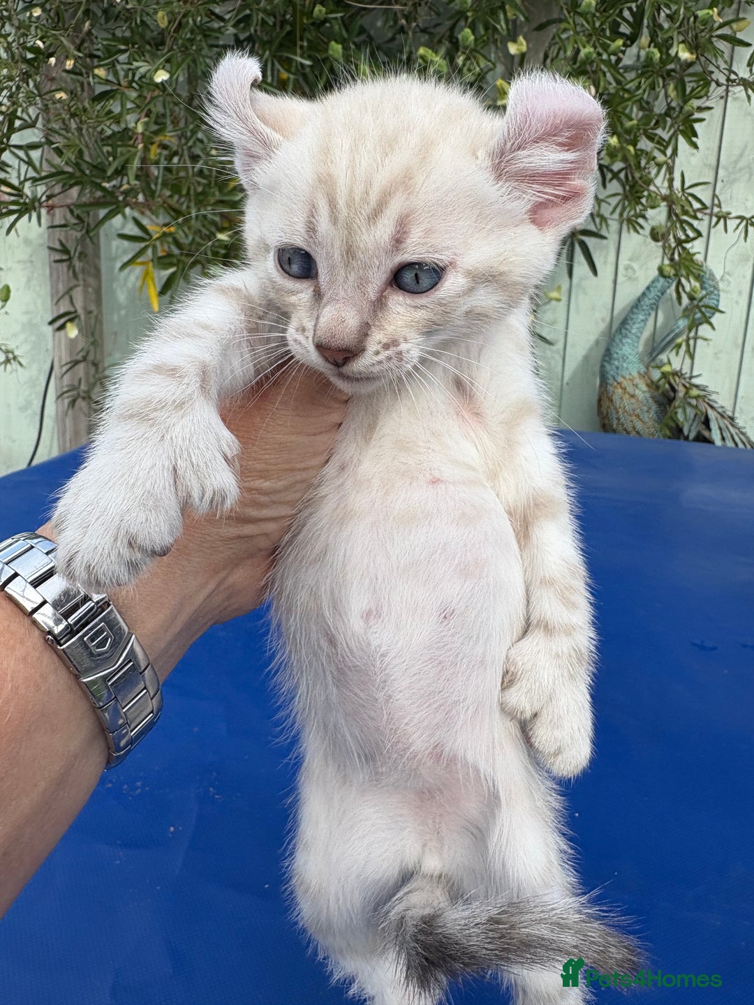 Keetso cats for sale: Gob smacking curled eared polydactyl male  - Image 8