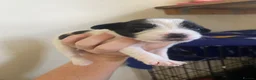 Jack Russell dogs for sale: Jack Russel terrier mix puppies not pure!  - Advert 5