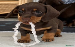 Dachshund dogs for sale: Miniature Daschund  - Image 1