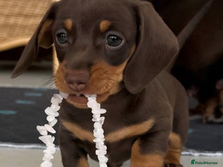 Dachshund dogs - Advert 15