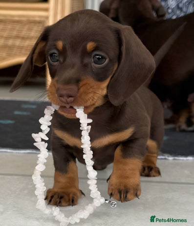 Dachshund dogs - Advert 8