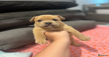Mixed Breed dogs - Advert 7