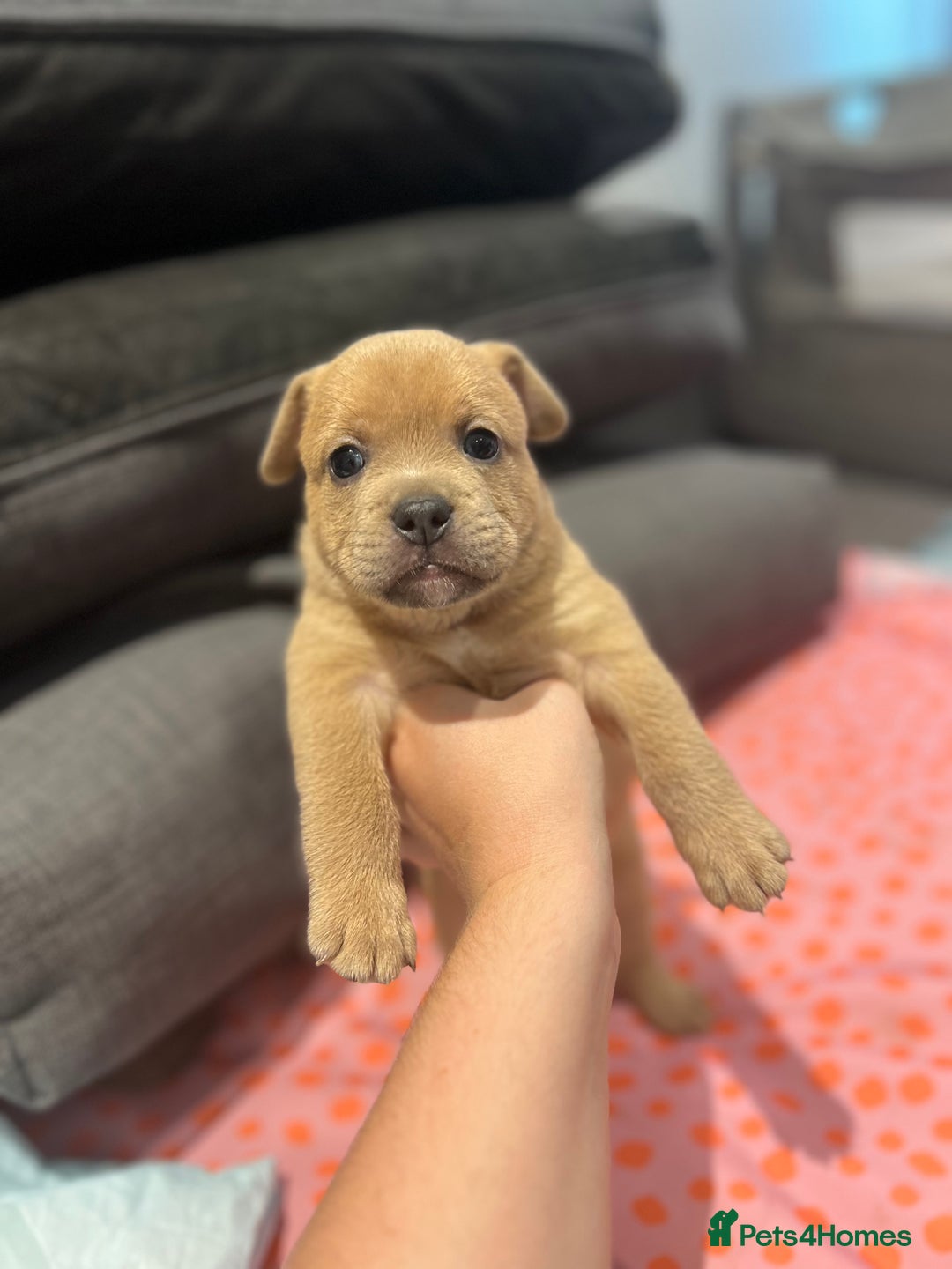Mixed Breed dogs for sale: STUNNING UNIQUE PUPS 💙💗 - Image 3