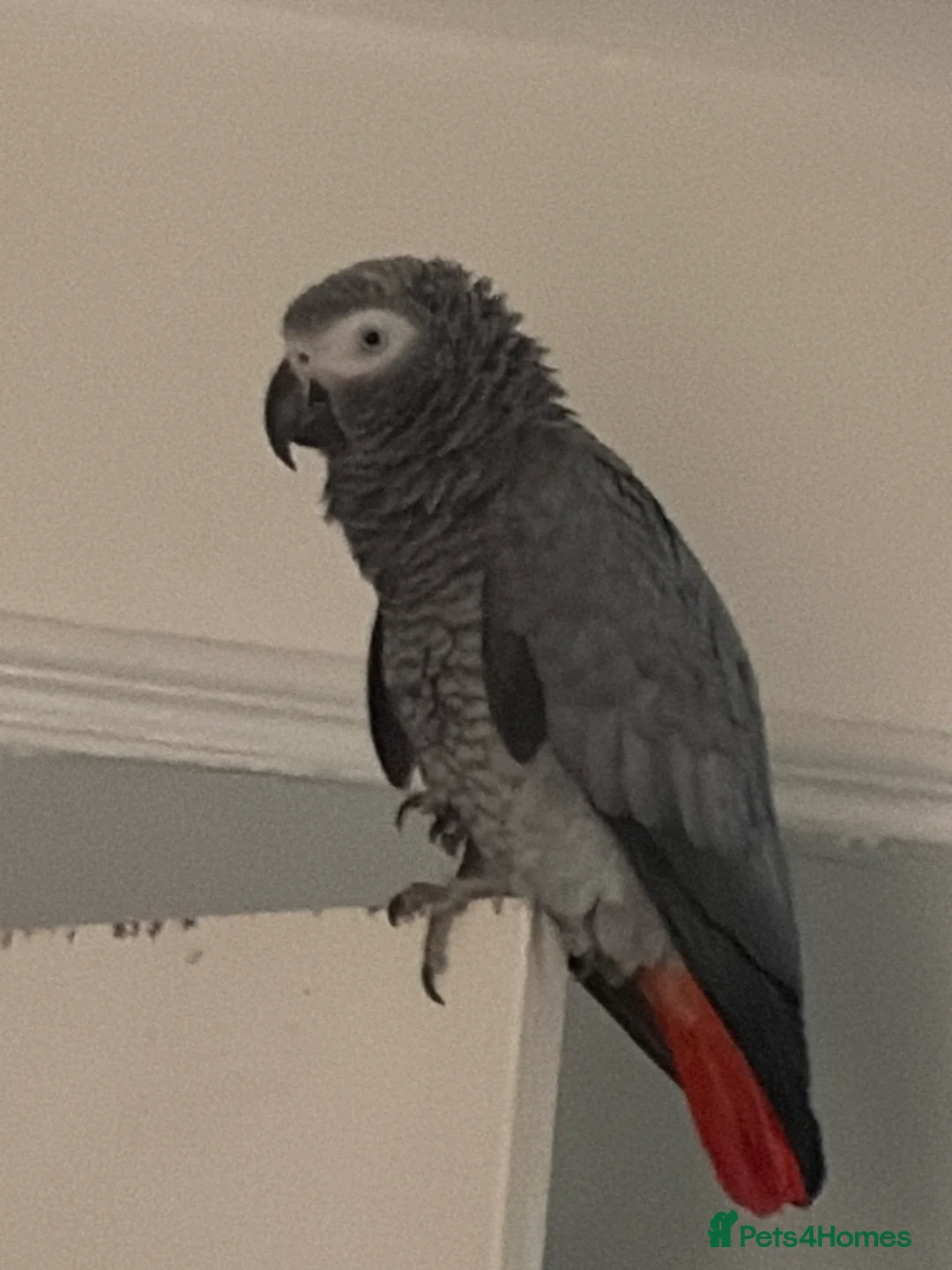 Parrots birds for sale: African grey  in Liverpool - Advert 1