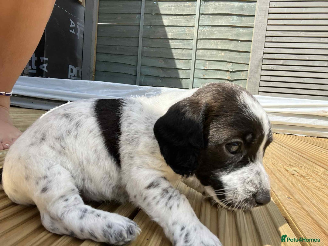 Mixed Breed dogs for sale: Stunning jackapoo x cocapoo puppies - Image 9