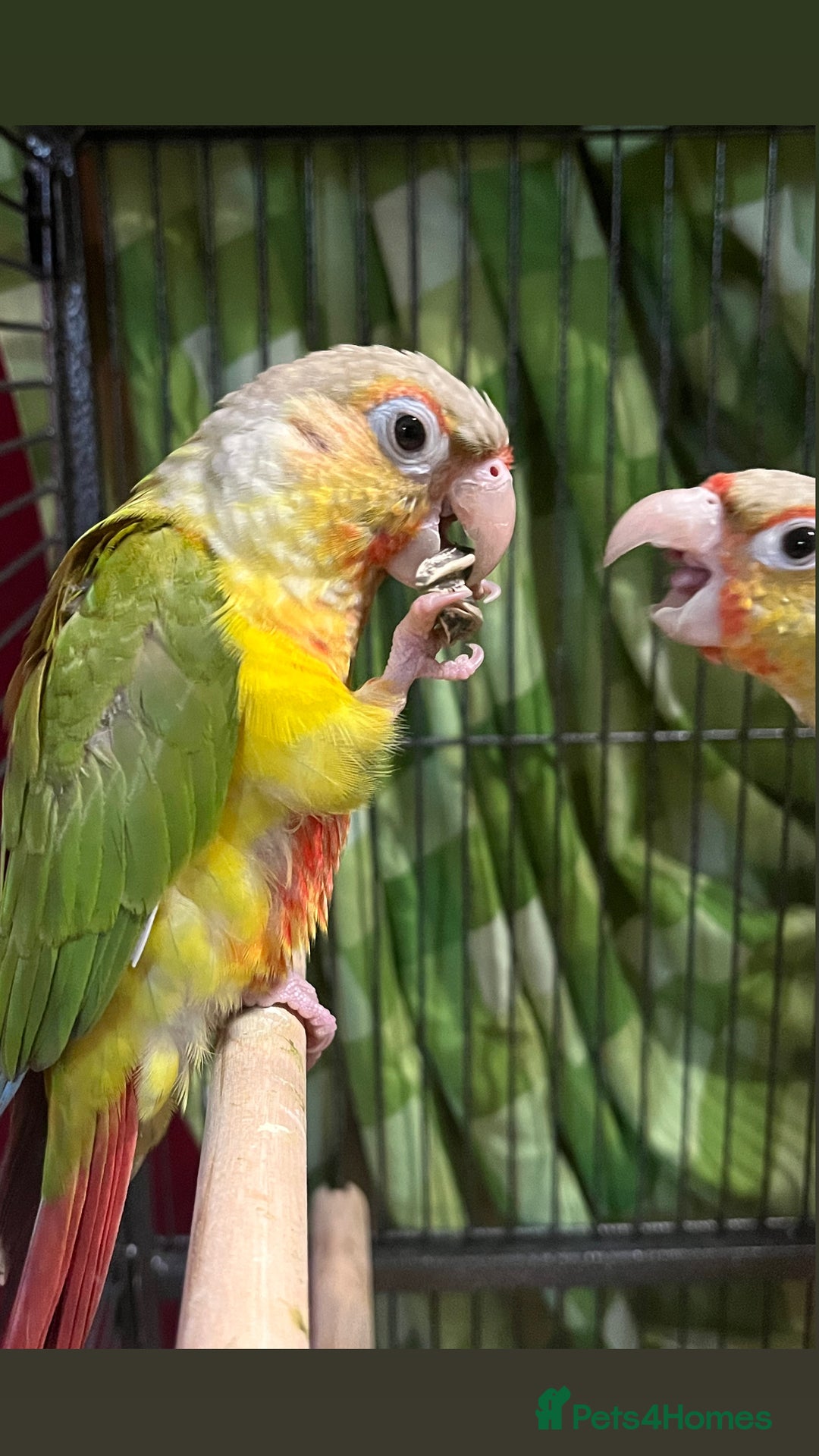 Conures birds for sale: Gorgeous bonded pair of pineapple conures  - Advert 5