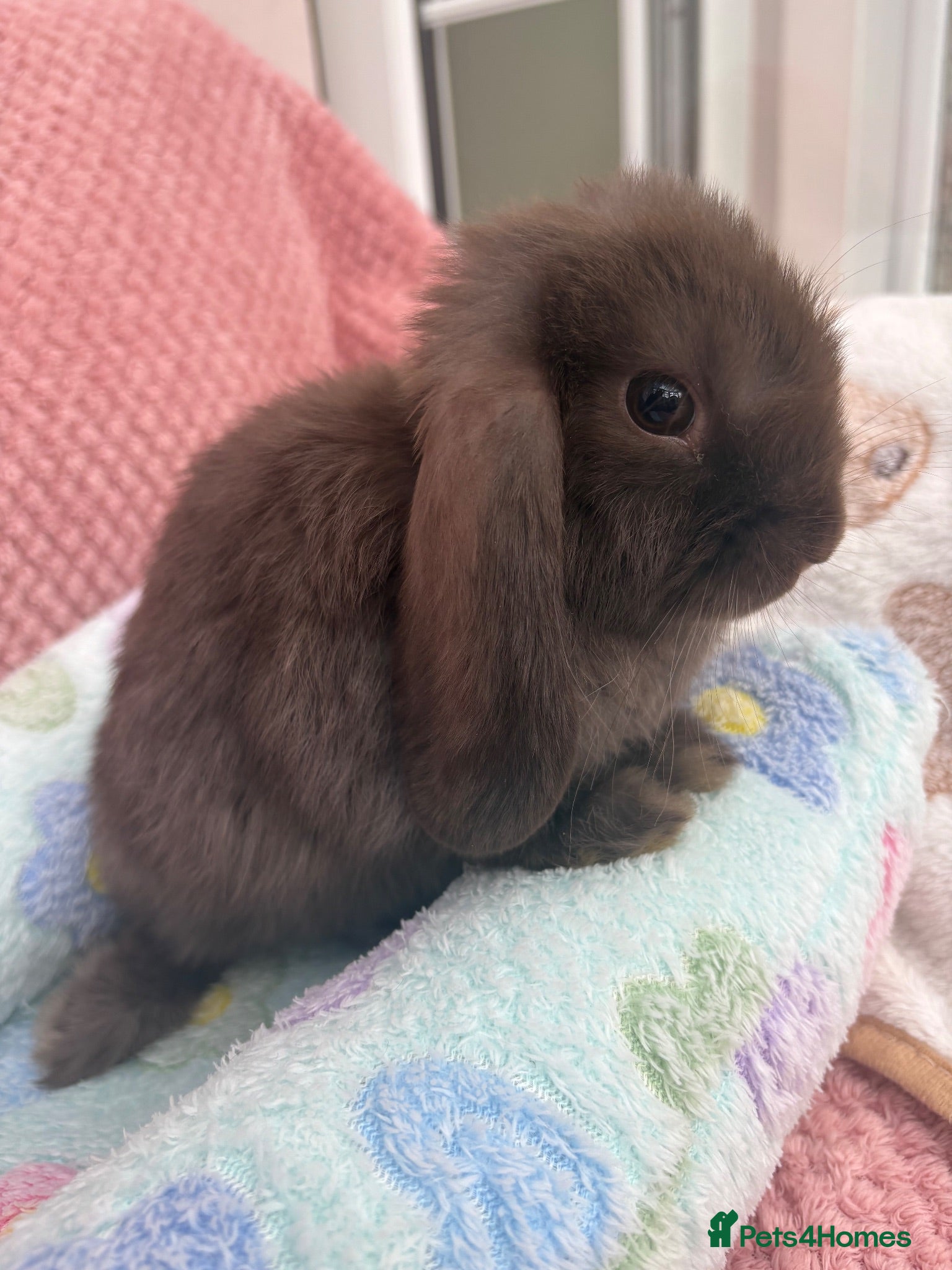Mini Lop rabbits Mini lops-vaccinated-raised indoors  - Advert 2
