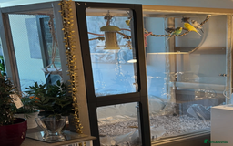 Budgerigars birds for sale: 5 Budgies and an aviary for sale - Advert 6