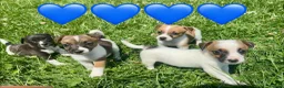 Jack Russell dogs for sale: Beautiful Jack Russell Pups Ready for Forever Home - Advert 1