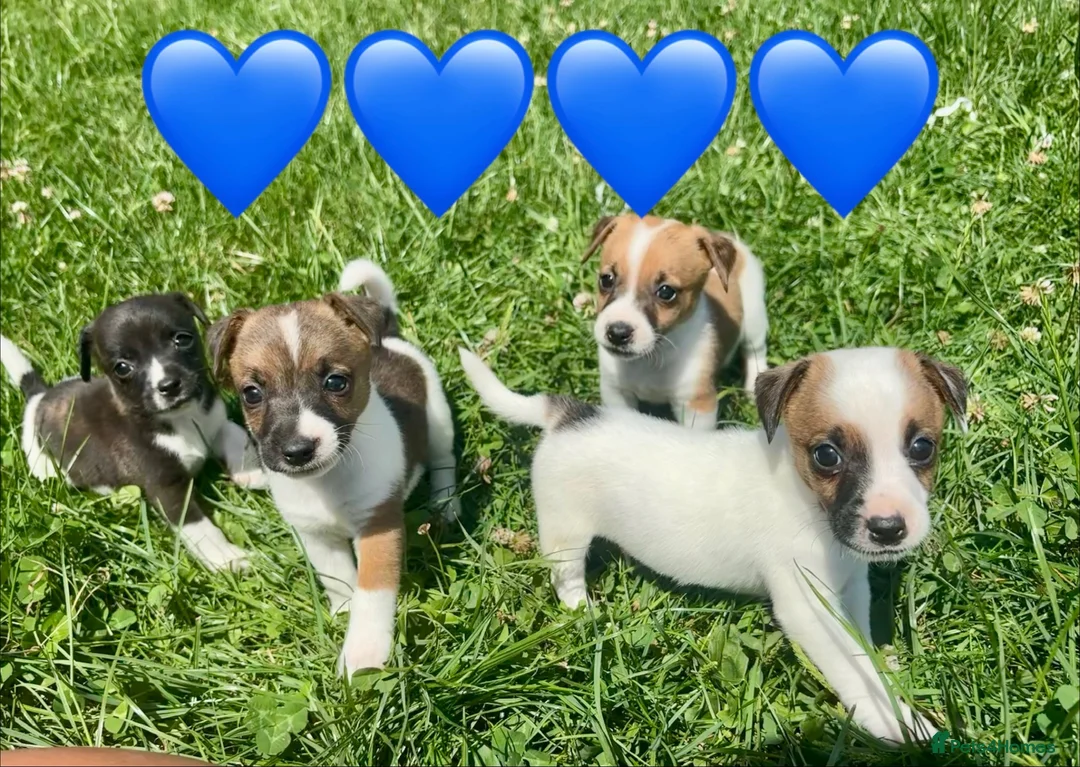 Jack Russell dogs for sale: Beautiful Jack Russell Pups Ready for Forever Home - Advert 1