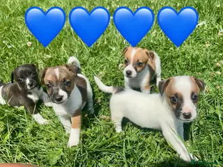 Jack Russell dogs Beautiful Jack Russell Pups Ready for Forever Home - Advert 1