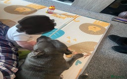 Staffordshire Bull Terrier dogs for sale: Blue Staffordshire  - Image 4