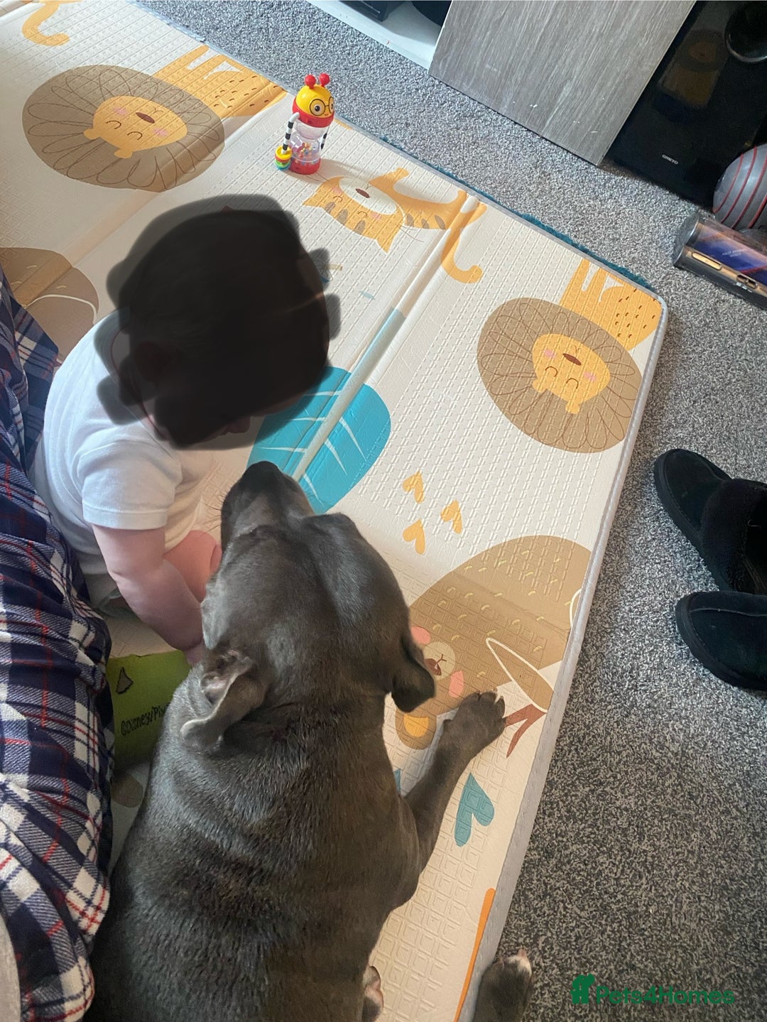 Staffordshire Bull Terrier dogs for sale: Blue Staffordshire  - Image 4