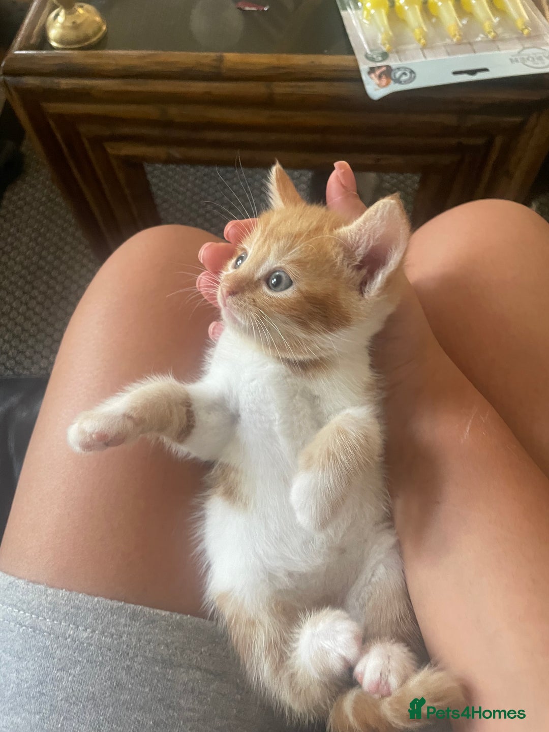Mixed Breed cats for sale: 6 kittens for sale  - Image 29