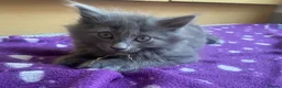 British Longhair cats for sale: Beautiful British Long-Haired Boy Ready Now! - Advert 13