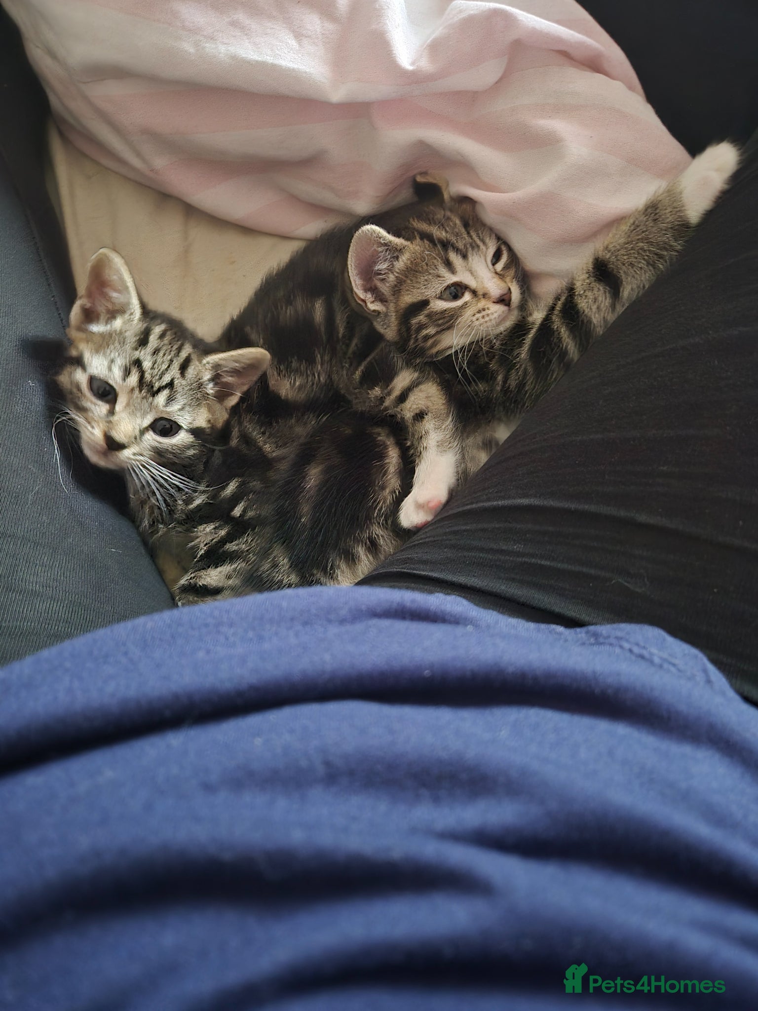British Shorthair cats for sale: X2 mummys with kittens in London - Advert 9