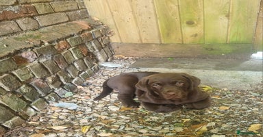 Labrador Retriever dogs in Bury Saint Edmunds - Advert 15