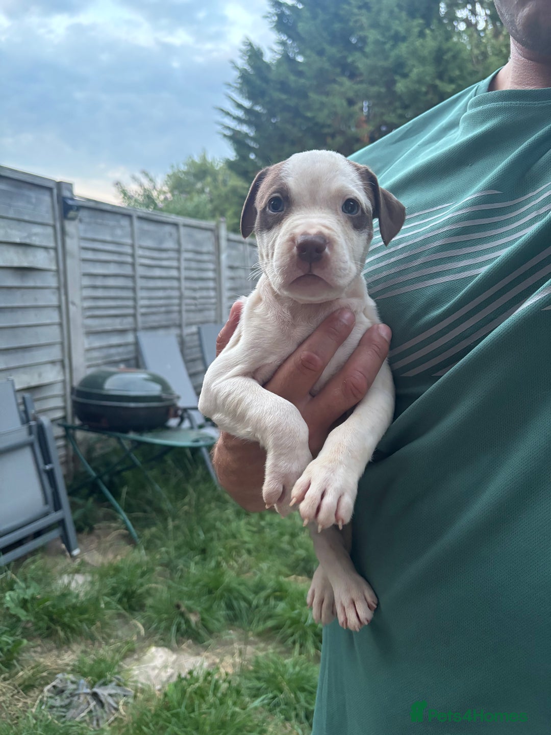 American Bull Staffy dogs for sale: 8 beautiful Amstaff puppies - Image 24
