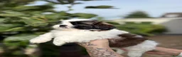 Shih Tzu dogs for sale: 5 purebred adorable fluffy shihtzu’s ready to view - Advert 30