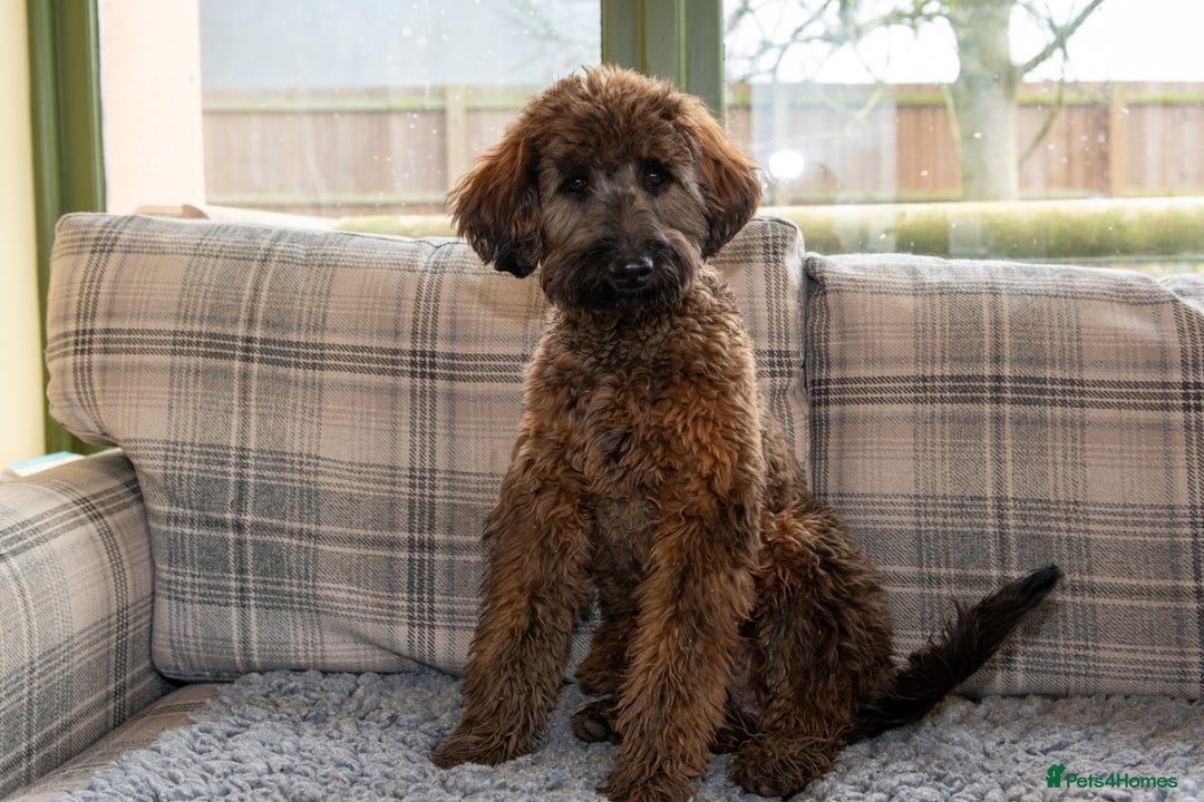 Goldendoodle dogs for sale: 6 month old F1B mini Goldendoodle - Advert 4