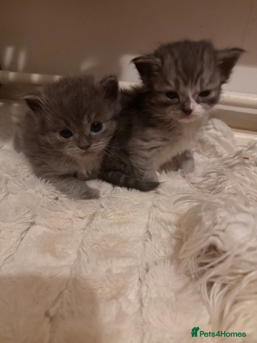 Ragdoll cats for sale: Beautiful Persia dolls  - Advert 13