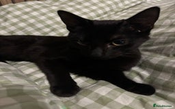British Shorthair cats for sale: Cat for sale - Image 5