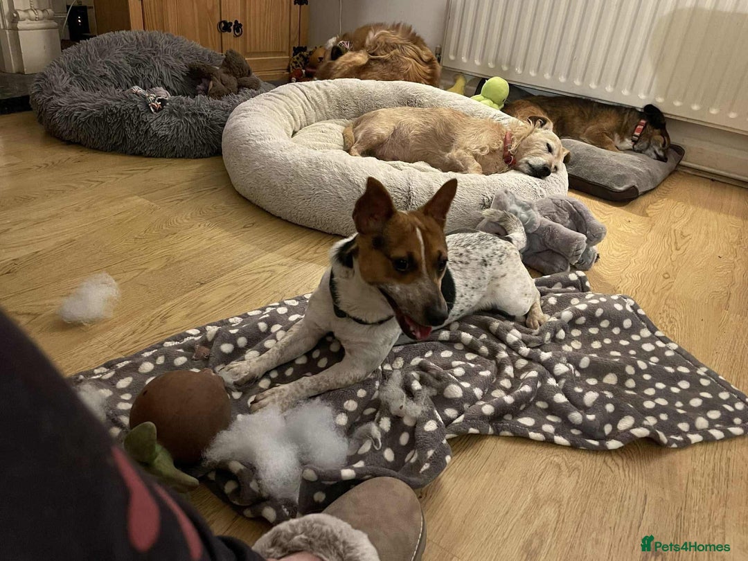 Jack Russell dogs for adoption: Bandit - Hingham Norfolk  - Advert 11