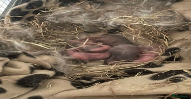 Mini Lop rabbits - Advert 4