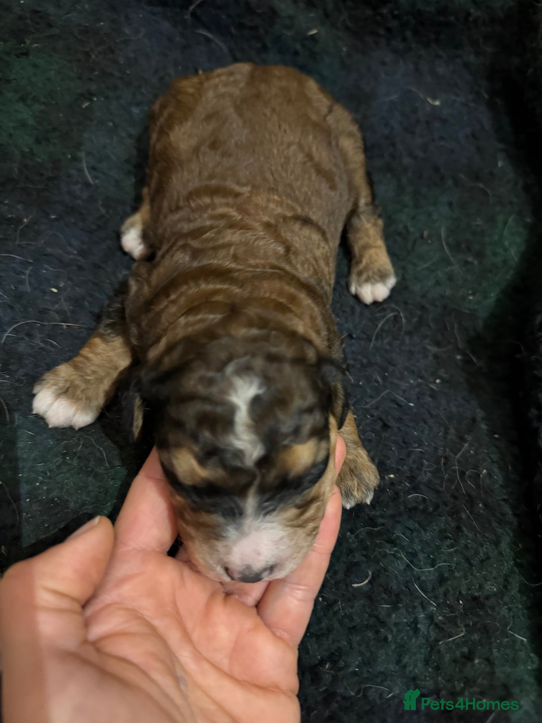Bernedoodle dogs for sale: Bernedoodle F1B puppies - Image 25