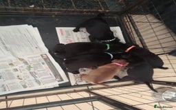 Patterdale Terrier dogs for sale: Patterdale pups for sale ready now - Image 6