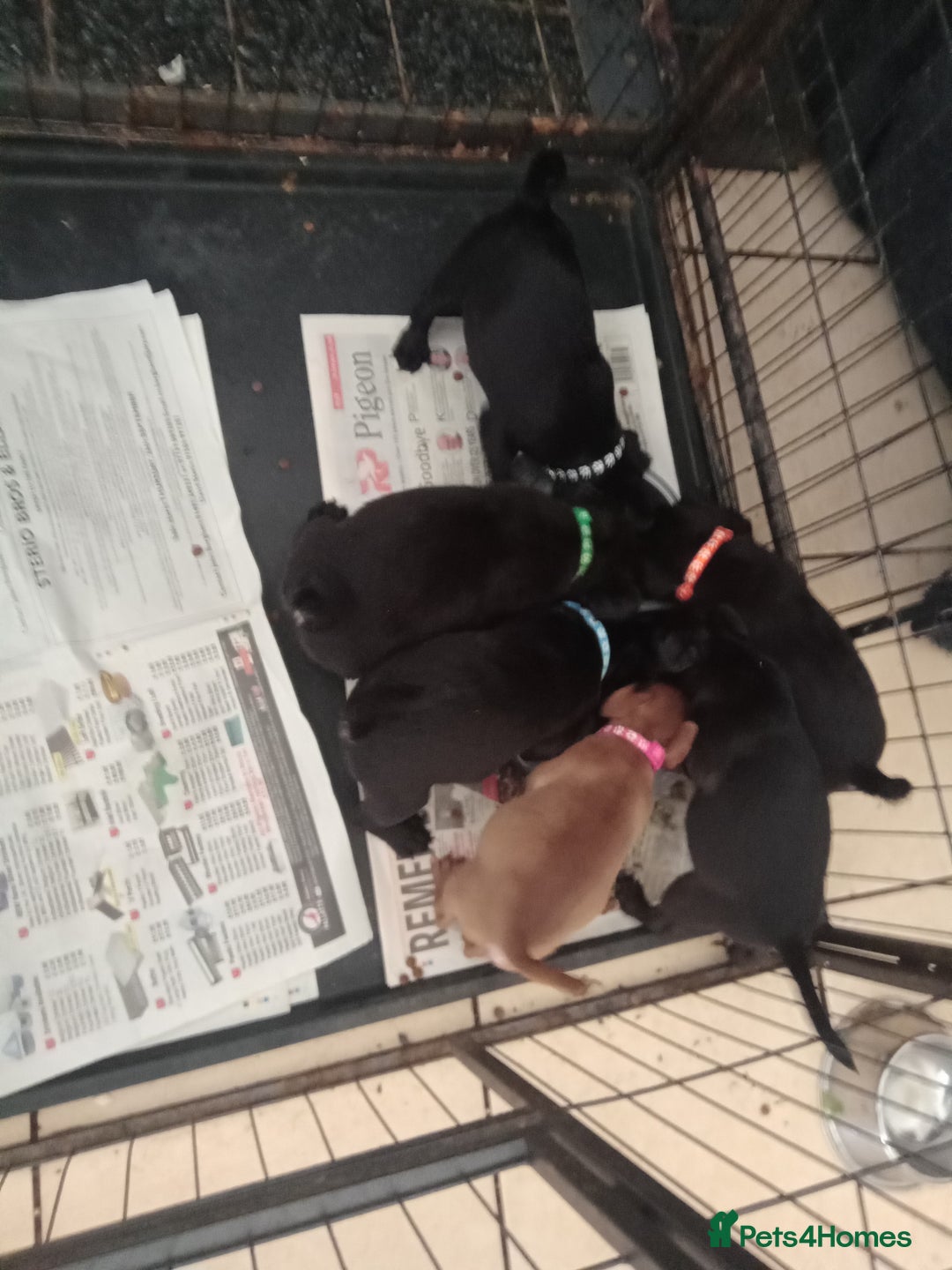 Patterdale Terrier dogs for sale: Patterdale pups for sale ready now - Image 6