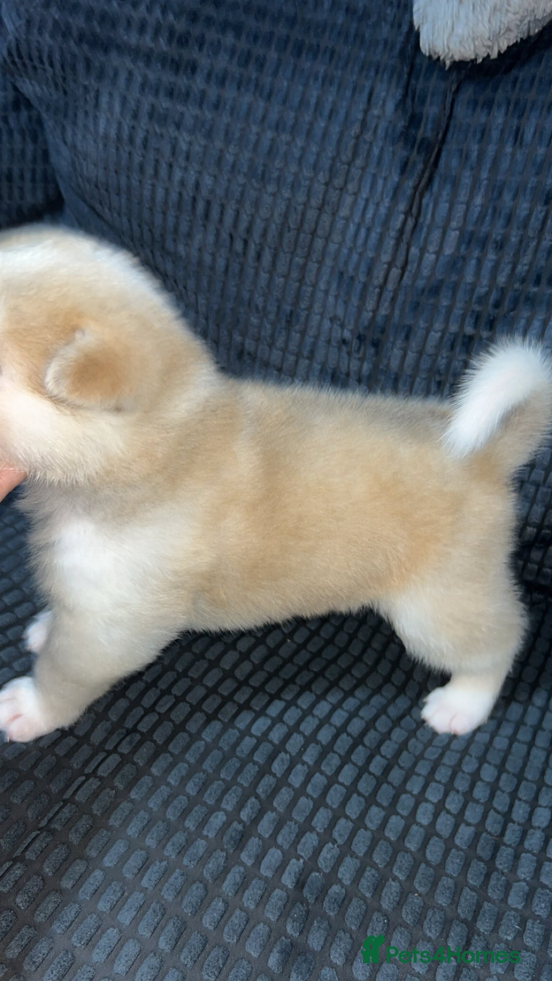 Akita dogs for sale: American Akita puppy’s  - Image 8