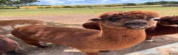 Alpaca livestock for sale: Alpacas for sale (breeding group) - Advert 7